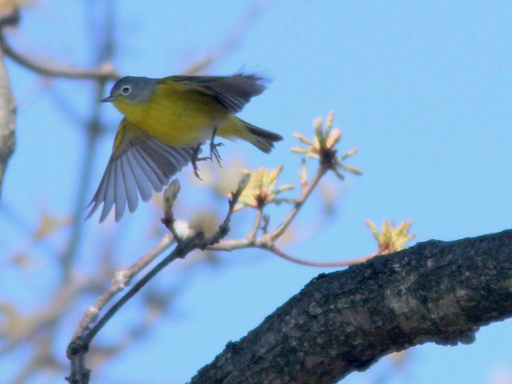 Nashville Warbler (Vermivora ruficapilla) in flight 2-20110504 by Kenneth Cole Schneider is licensed under CC BY-NC-SA 2.0.